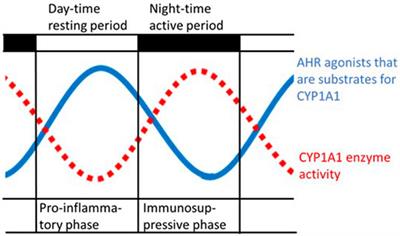 6-Formylindolo[3,2-b]carbazole, a Potent Ligand for the Aryl Hydrocarbon Receptor Produced Both Endogenously and by Microorganisms, can Either Promote or Restrain Inflammatory Responses